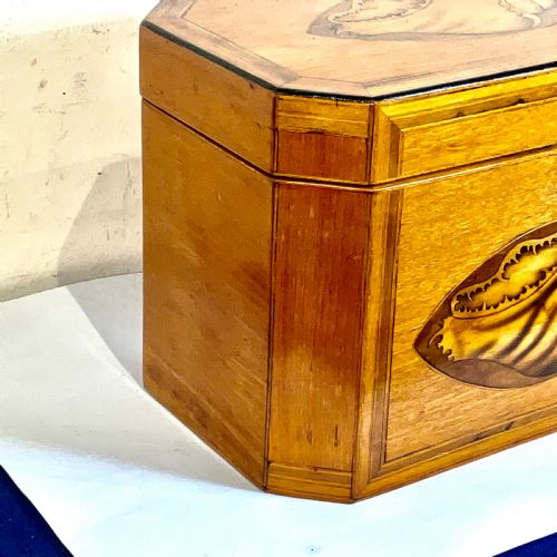 TEA CADDIE SATINWOOD WITH SHELL INLAYS GEORGIAN - ADDITIONAL PHOTO 2