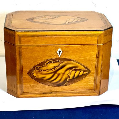 TEA CADDIE SATINWOOD WITH SHELL INLAYS GEORGIAN - ADDITIONAL PHOTO 11
