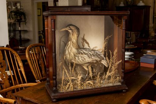 uncommon taxidermy of a bittern in foliage - CATEGORY: ANTIQUE MISCELLANEOUS - DATED 19TH CENTURY