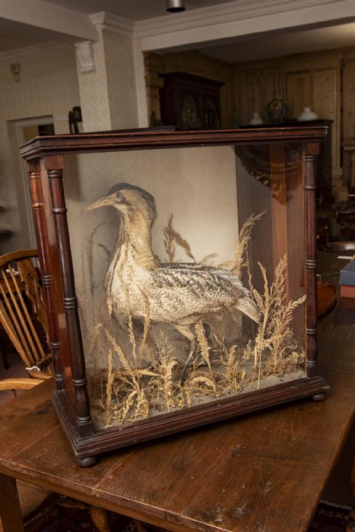 UNCOMMON TAXIDERMY OF A BITTERN IN FOLIAGE - ADDITIONAL PHOTO 2