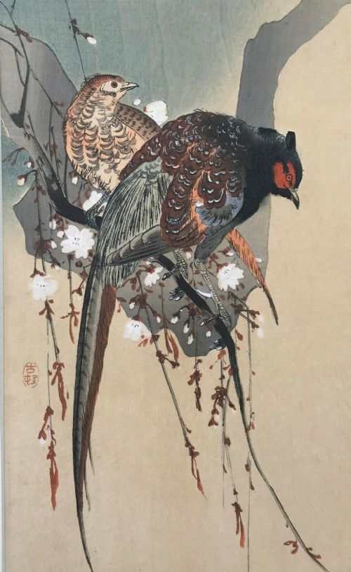 Chinese School Original Signed Antique Watercolour Painting Pheasant Birds Sitting on a Blossom Branch