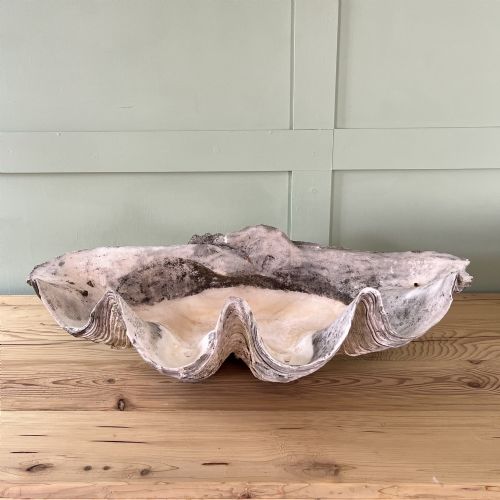 A PAIR OF 19TH C GIANT CLAM SHELLS - ADDITIONAL PHOTO 1