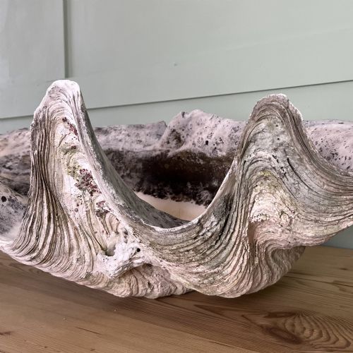 A PAIR OF 19TH C GIANT CLAM SHELLS - ADDITIONAL PHOTO 3