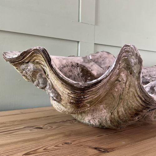 A PAIR OF 19TH C GIANT CLAM SHELLS - ADDITIONAL PHOTO 4