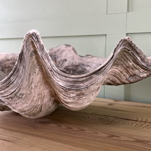 A PAIR OF 19TH C GIANT CLAM SHELLS - ADDITIONAL PHOTO 5