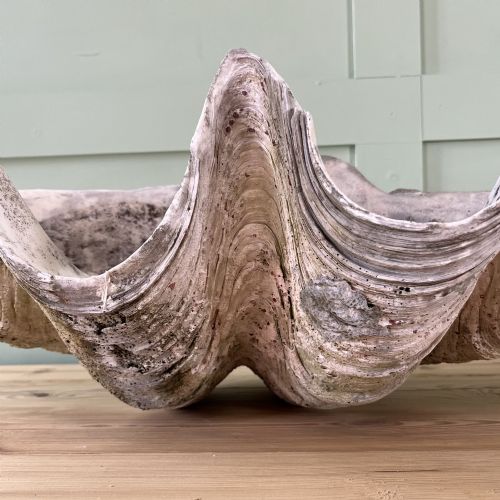 A PAIR OF 19TH C GIANT CLAM SHELLS - ADDITIONAL PHOTO 6