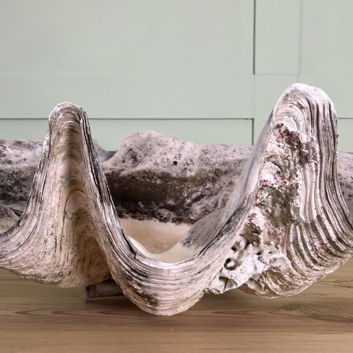 A PAIR OF 19TH C GIANT CLAM SHELLS - ADDITIONAL PHOTO 7