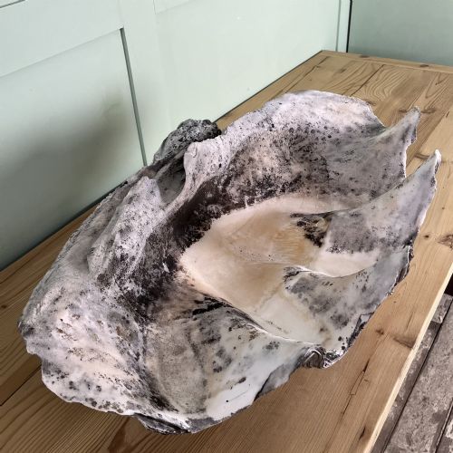 A PAIR OF 19TH C GIANT CLAM SHELLS - ADDITIONAL PHOTO 8