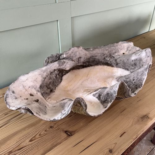 A PAIR OF 19TH C GIANT CLAM SHELLS - ADDITIONAL PHOTO 9