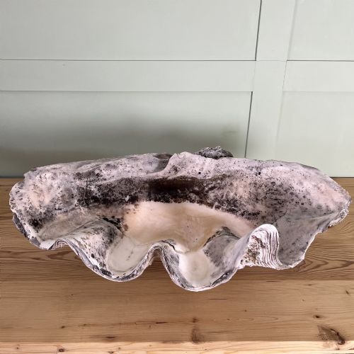 A PAIR OF 19TH C GIANT CLAM SHELLS - ADDITIONAL PHOTO 10