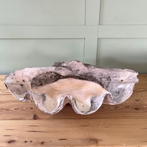 A PAIR OF 19TH C GIANT CLAM SHELLS - ADDITIONAL PHOTO 11
