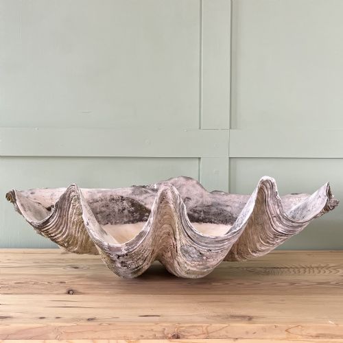 A PAIR OF 19TH C GIANT CLAM SHELLS - ADDITIONAL PHOTO 12