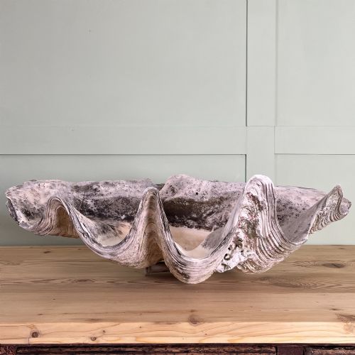 A PAIR OF 19TH C GIANT CLAM SHELLS - ADDITIONAL PHOTO 13
