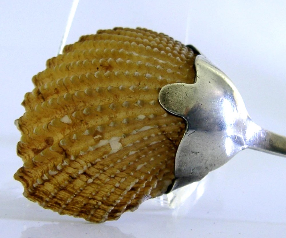 An antique sterling silver caddy spoon featuring a beaded silver handle and a natural fluted shell bowl secured by silver prongs. View III