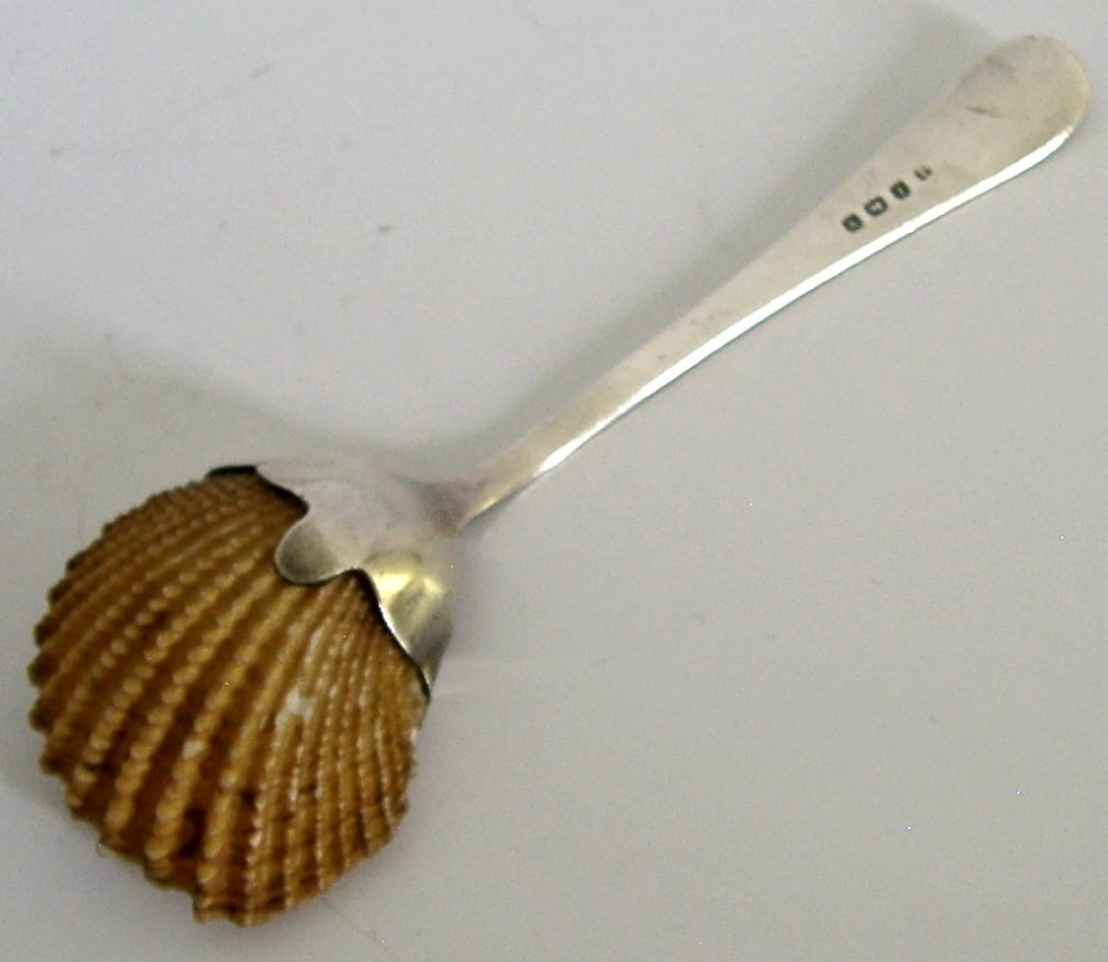 An antique sterling silver caddy spoon featuring a beaded silver handle and a natural fluted shell bowl secured by silver prongs. View IV