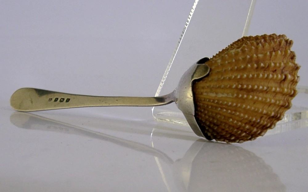An antique sterling silver caddy spoon featuring a beaded silver handle and a natural fluted shell bowl secured by silver prongs. View V