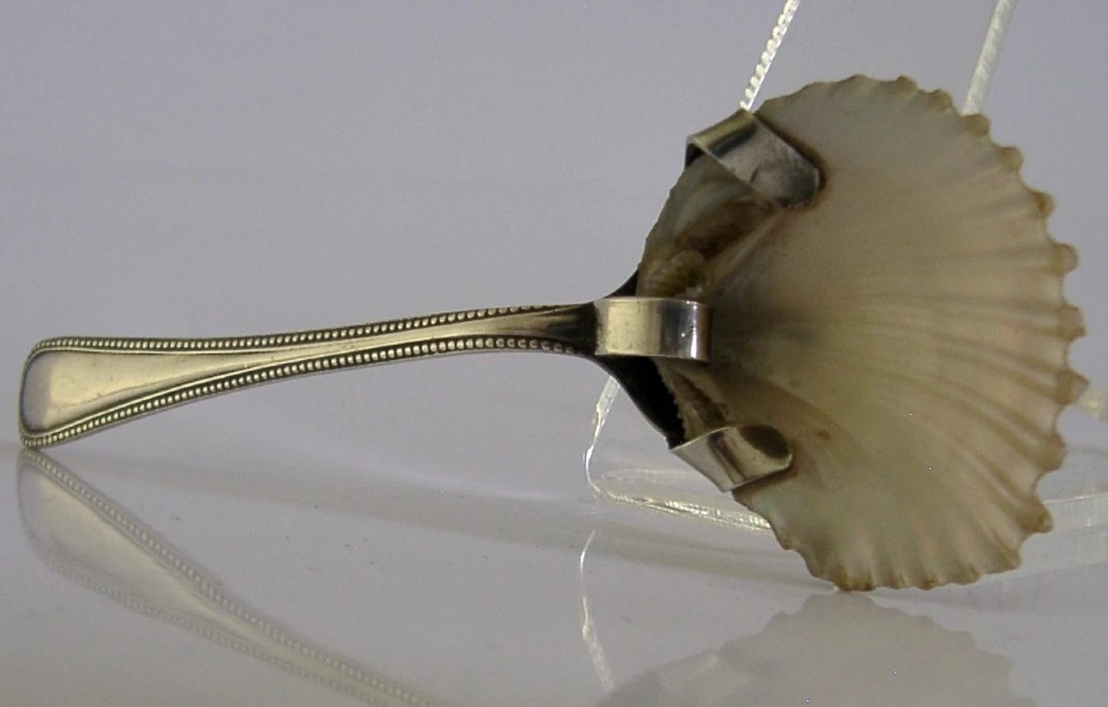 An antique sterling silver caddy spoon featuring a beaded silver handle and a natural fluted shell bowl secured by silver prongs. View VI