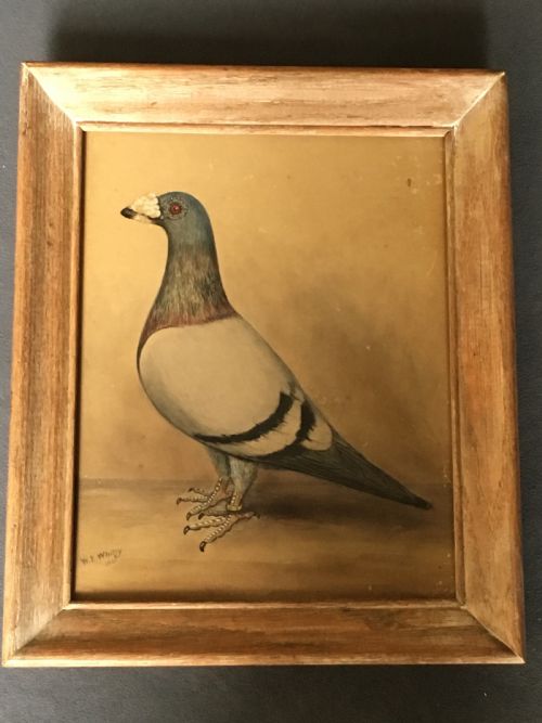 original early 20th century pigeon picture - CATEGORY: ANTIQUE ART - DATED 1920