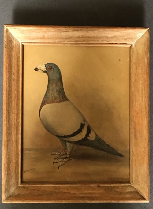 ORIGINAL EARLY 20TH CENTURY PIGEON PICTURE - ADDITIONAL PHOTO 2