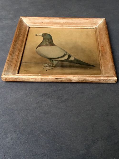 ORIGINAL EARLY 20TH CENTURY PIGEON PICTURE - ADDITIONAL PHOTO 3