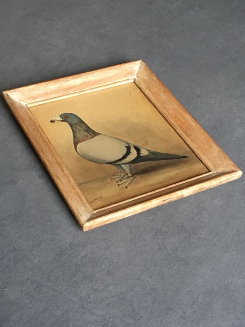 ORIGINAL EARLY 20TH CENTURY PIGEON PICTURE - ADDITIONAL PHOTO 4