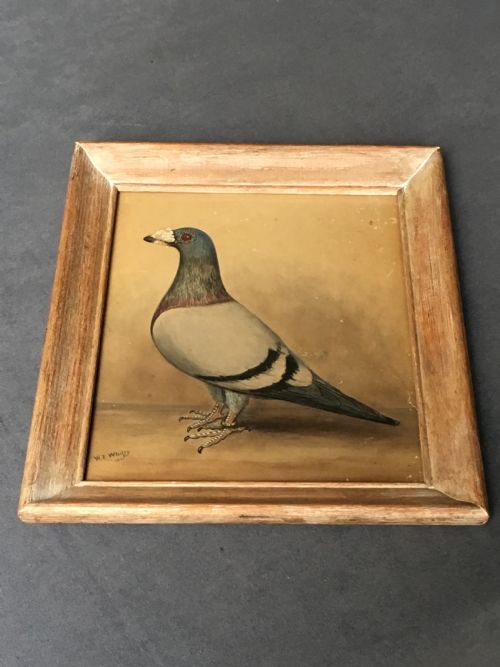 ORIGINAL EARLY 20TH CENTURY PIGEON PICTURE - ADDITIONAL PHOTO 5