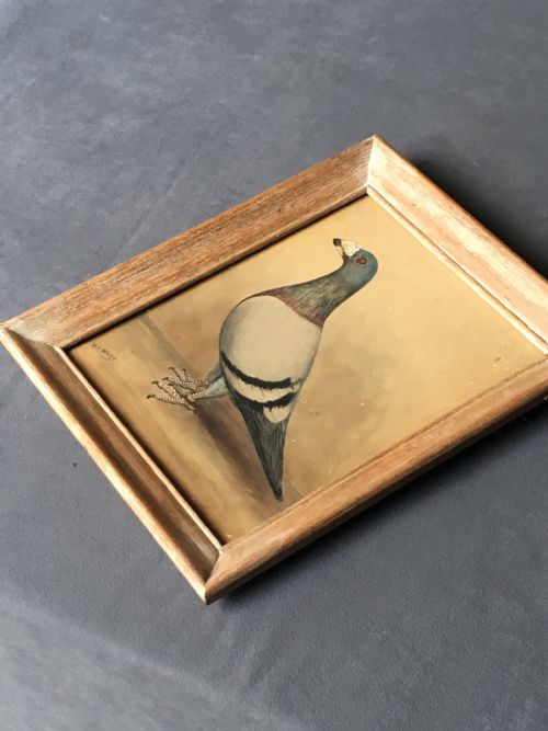 ORIGINAL EARLY 20TH CENTURY PIGEON PICTURE - ADDITIONAL PHOTO 6
