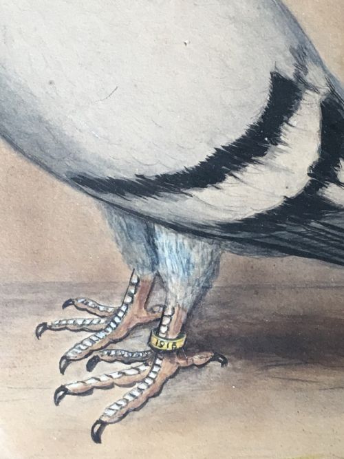 ORIGINAL EARLY 20TH CENTURY PIGEON PICTURE - ADDITIONAL PHOTO 7