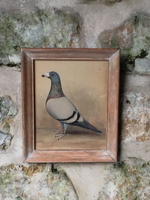 ORIGINAL EARLY 20TH CENTURY PIGEON PICTURE - ADDITIONAL PHOTO 8