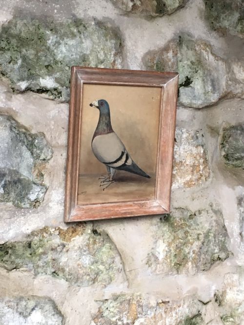 ORIGINAL EARLY 20TH CENTURY PIGEON PICTURE - ADDITIONAL PHOTO 9