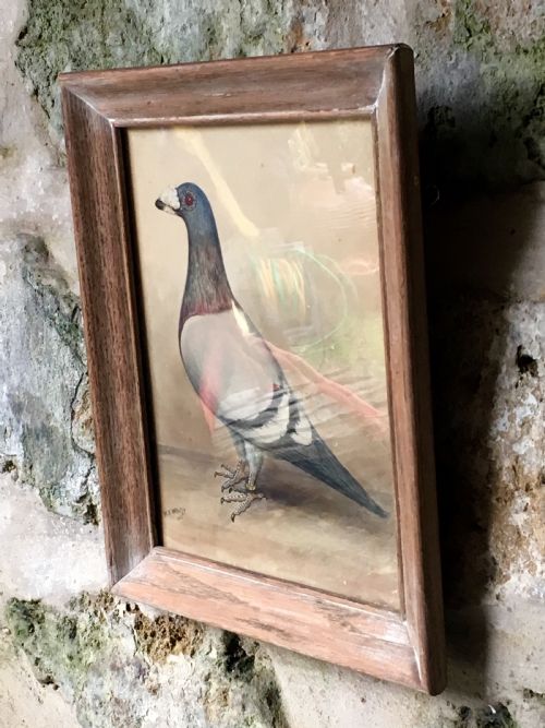 ORIGINAL EARLY 20TH CENTURY PIGEON PICTURE - ADDITIONAL PHOTO 11