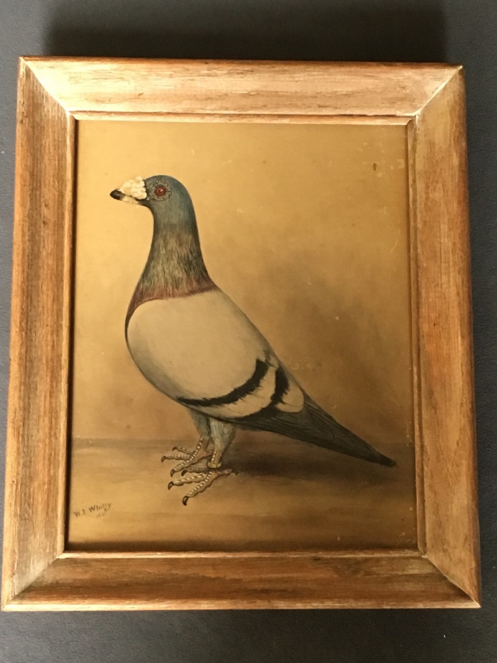 Original early 20th century pigeon picture 
