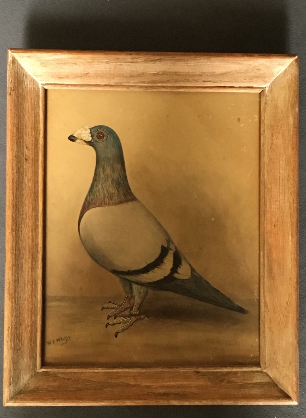 Original early 20th century pigeon picture  View III