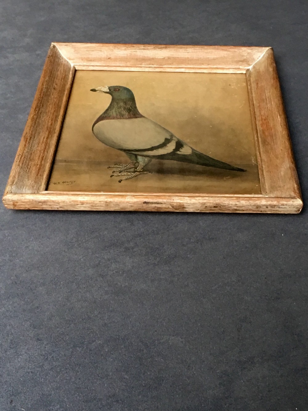 Original early 20th century pigeon picture  View IV