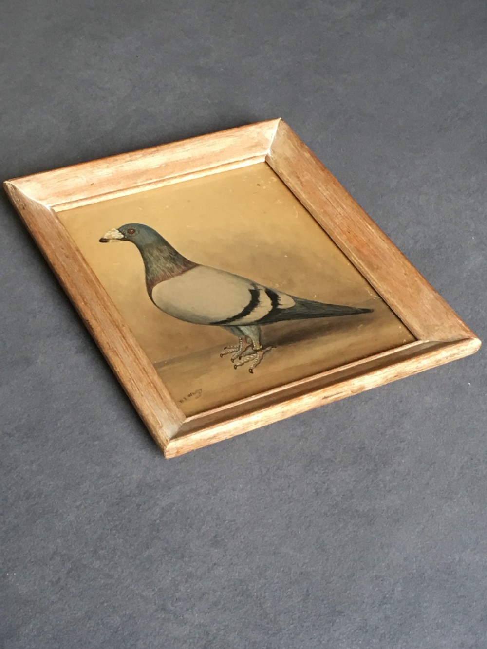 Original early 20th century pigeon picture  View V