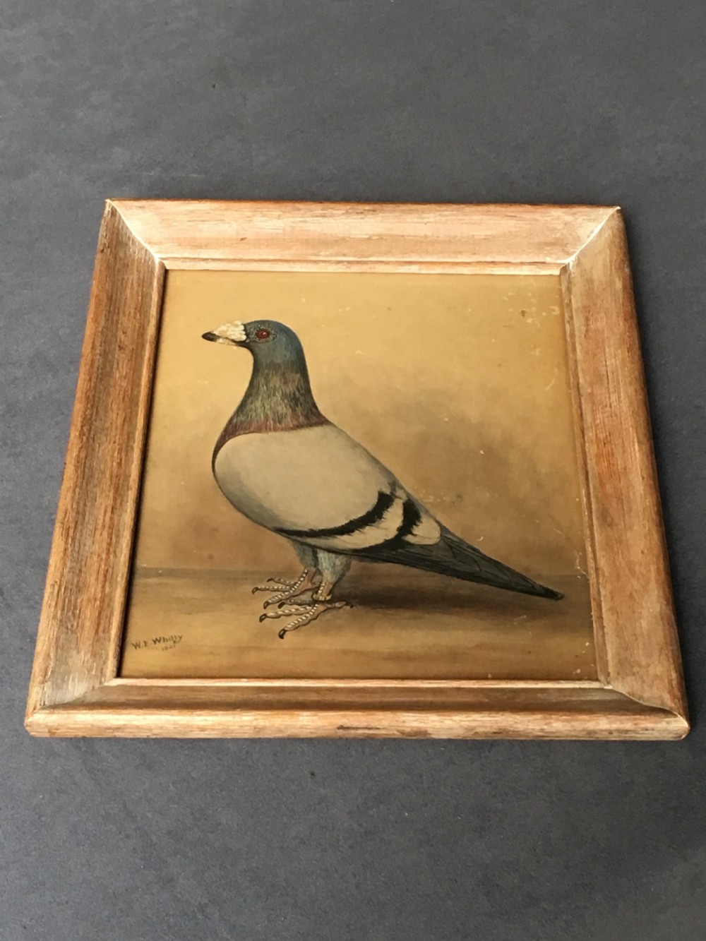 Original early 20th century pigeon picture  View VI