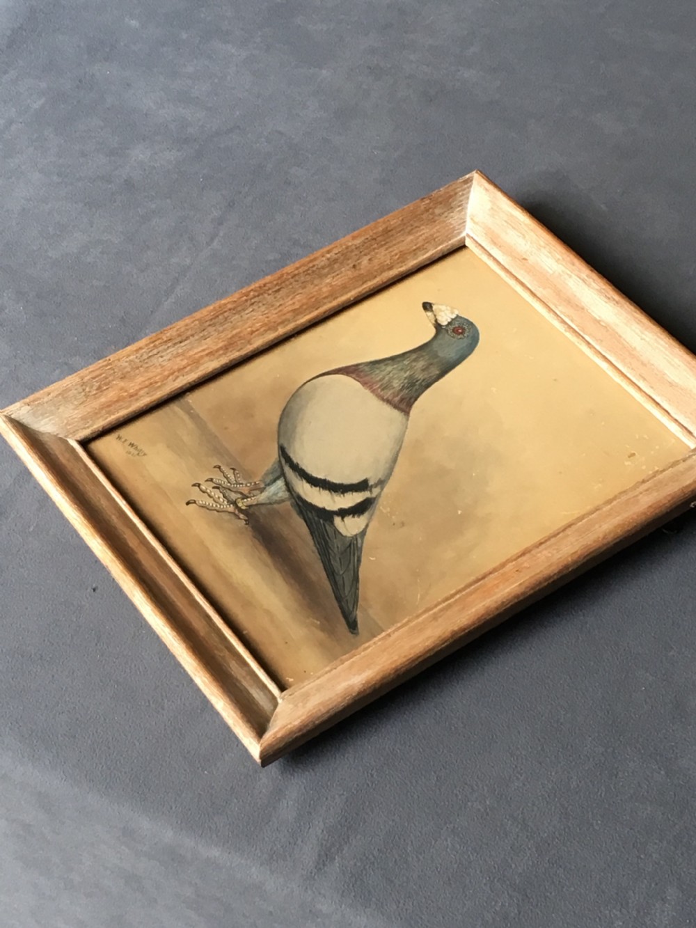 Original early 20th century pigeon picture  View VII