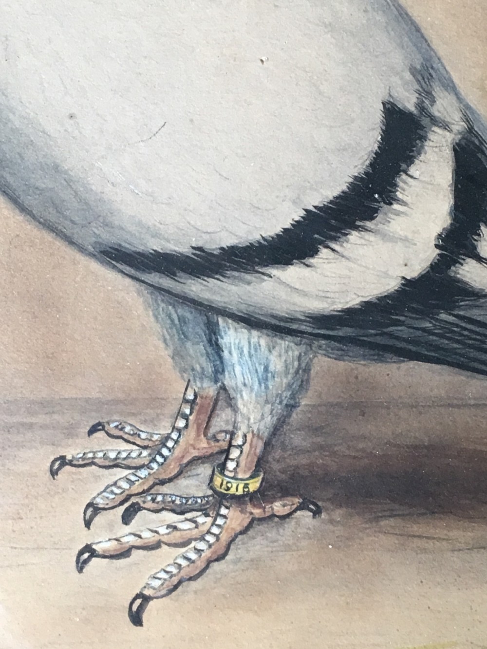 Original early 20th century pigeon picture  View VIII