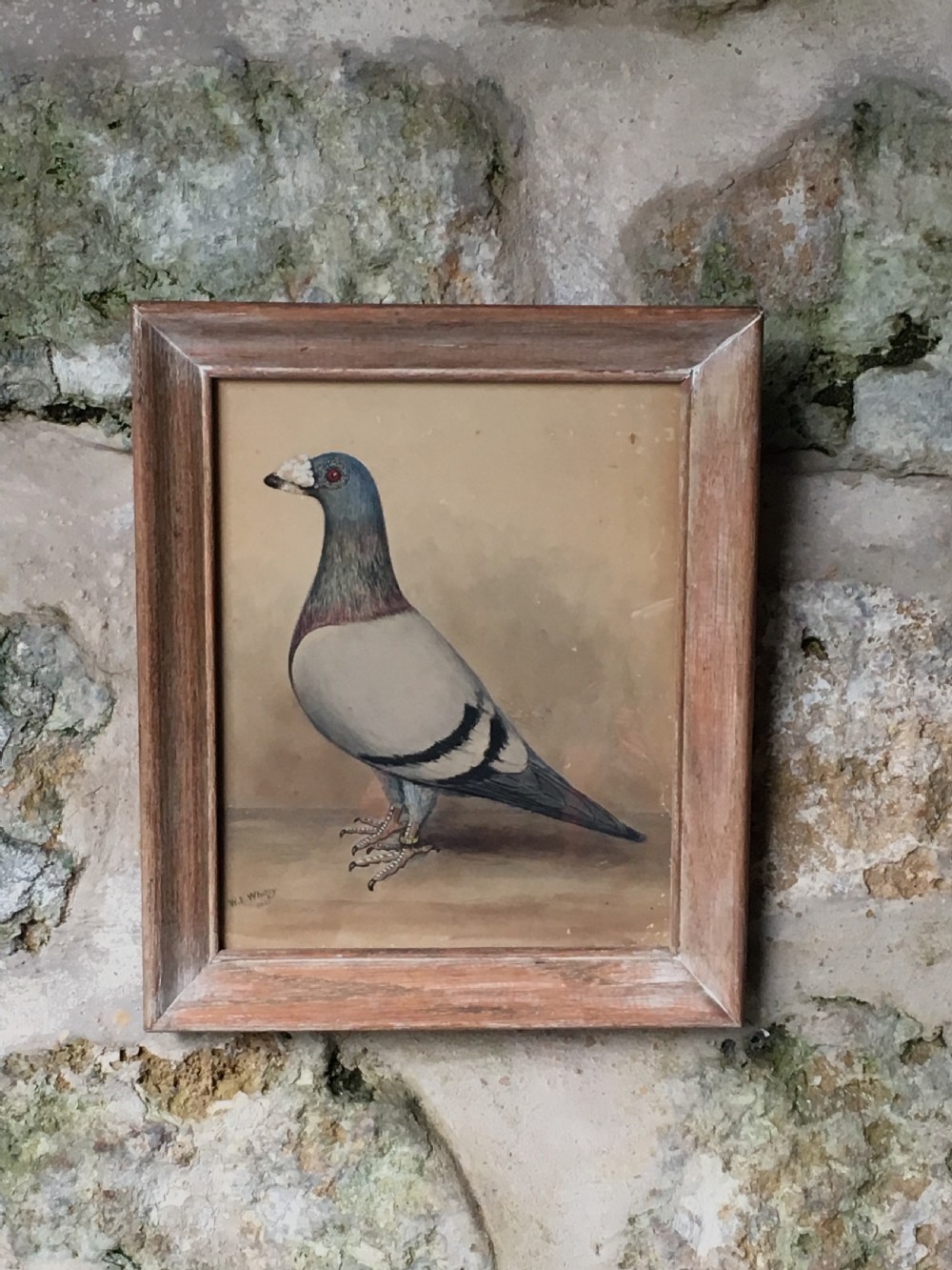 Original early 20th century pigeon picture  View IX