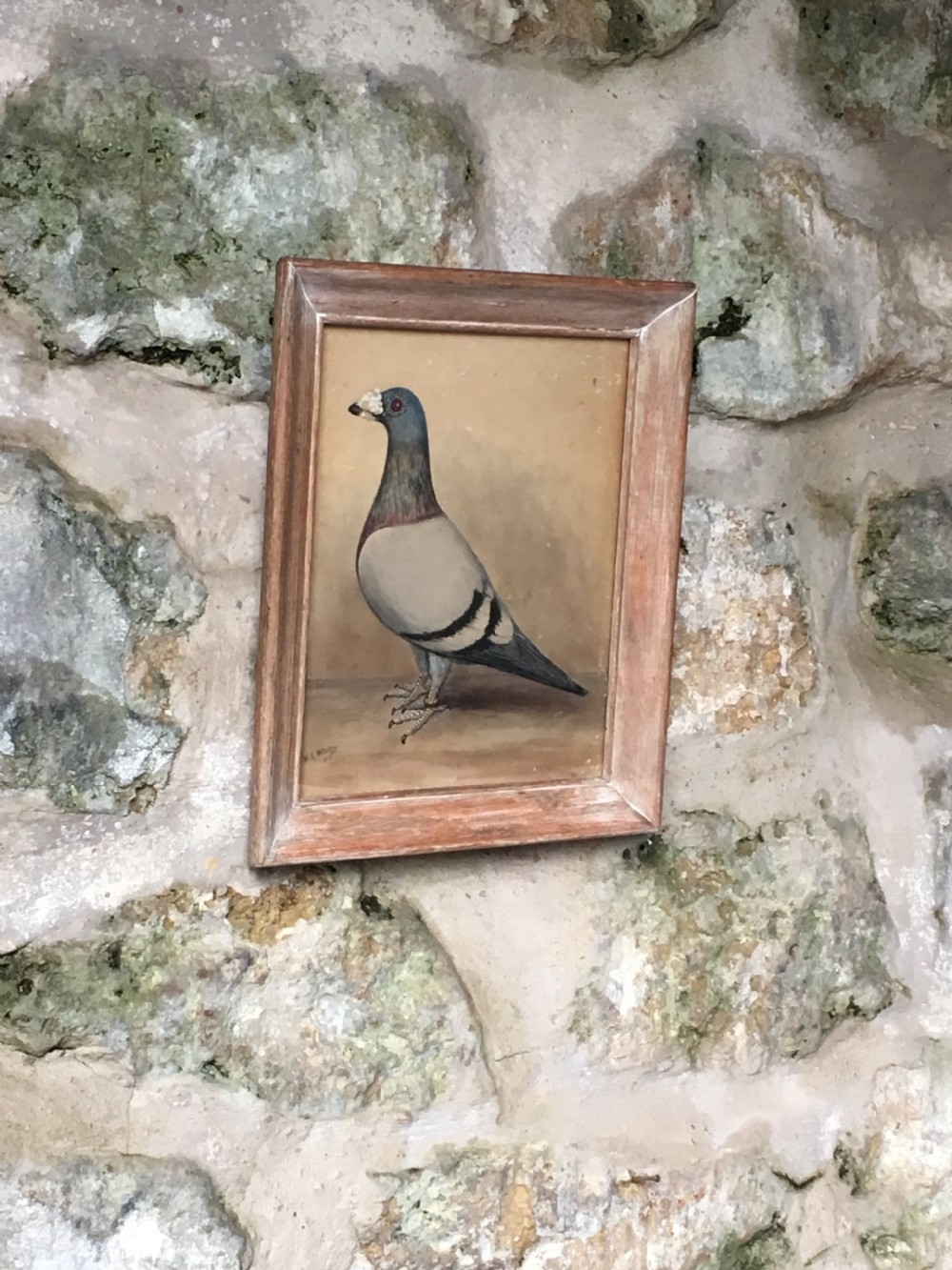 Original early 20th century pigeon picture  View X