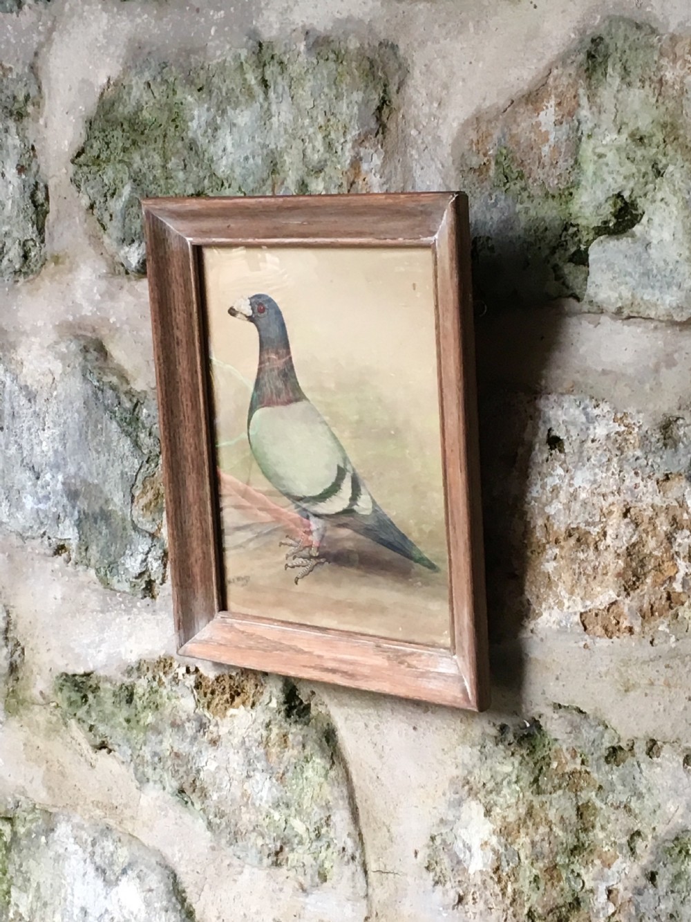 Original early 20th century pigeon picture  View XI