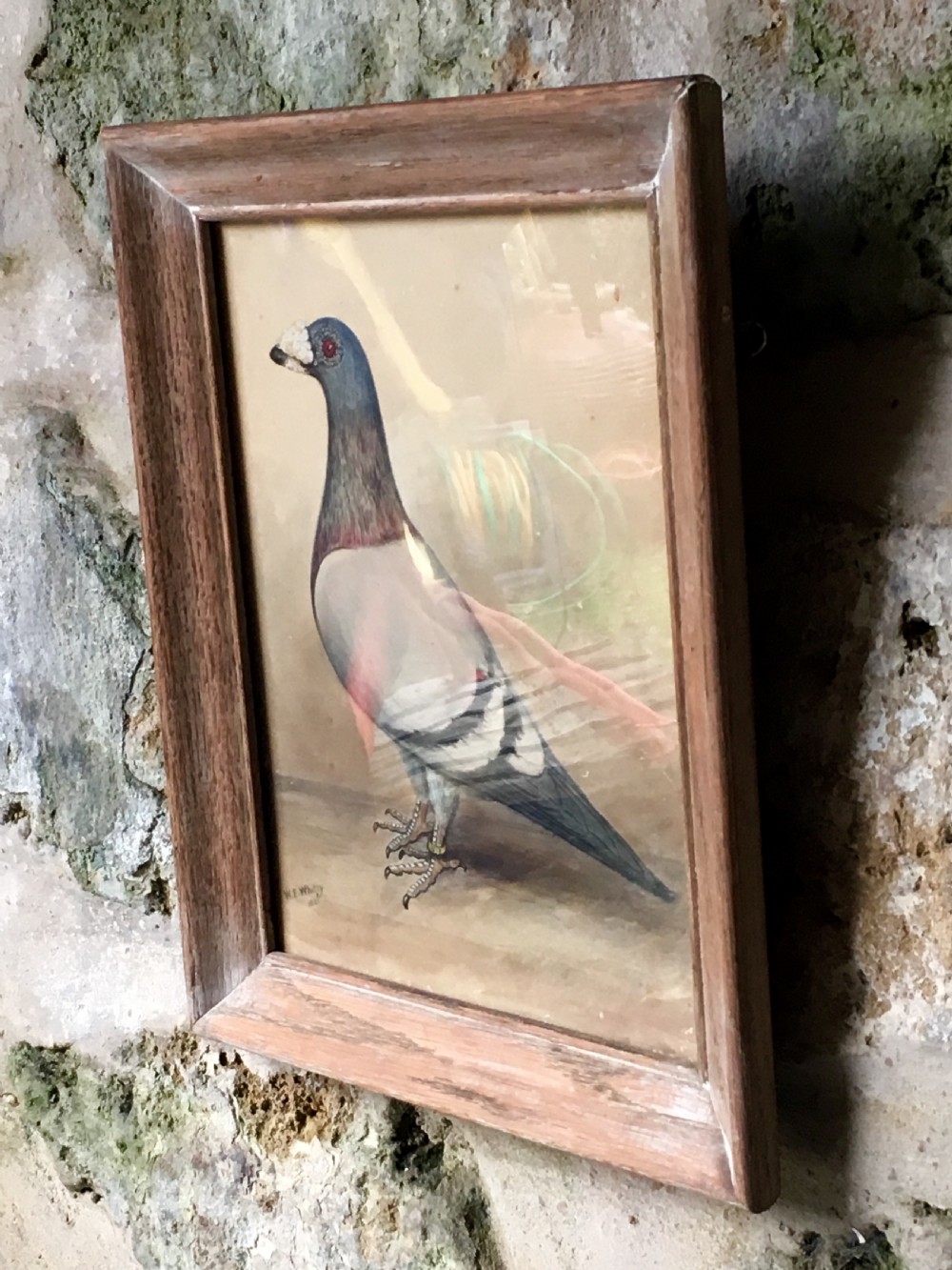 Original early 20th century pigeon picture  View XII