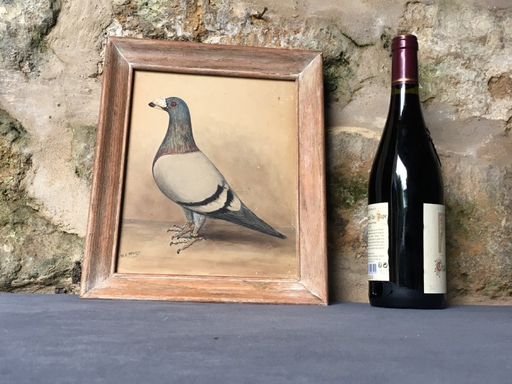 Original early 20th century pigeon picture  View XV