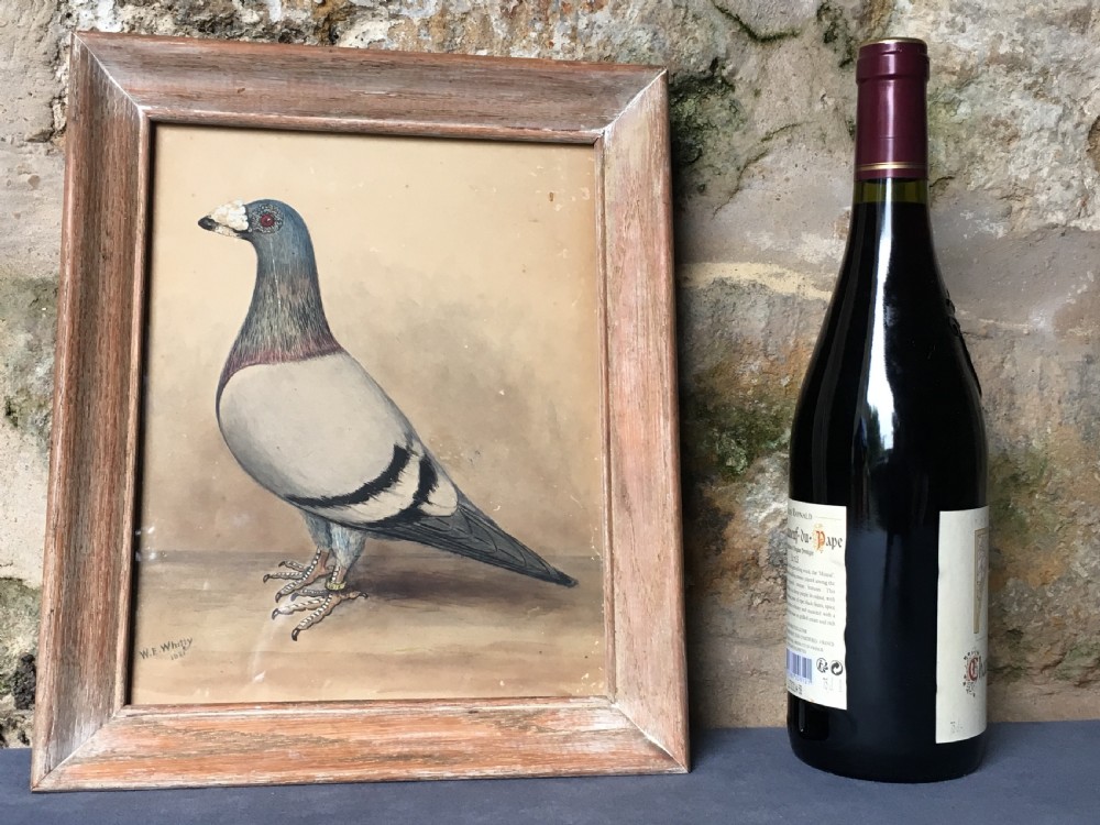Original early 20th century pigeon picture  View XVI