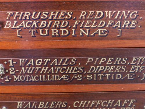 PAIR 2 OF ORNITHOLOGICAL COLLECTORS CABINETS - ADDITIONAL PHOTO 20