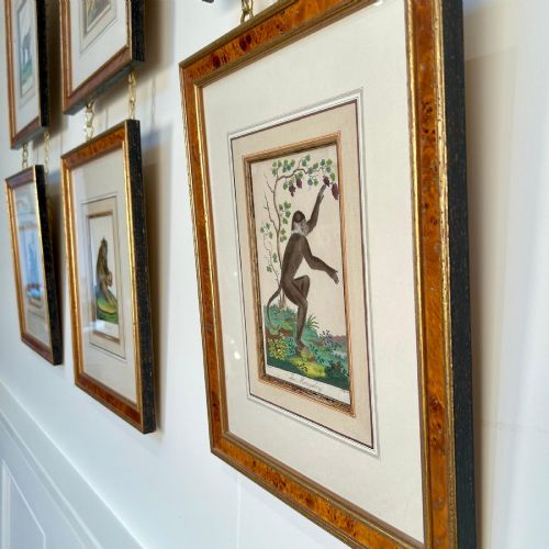 EARLY 19TH C HAND COLOURED MONKEY ENGRAVINGS - ADDITIONAL PHOTO 1