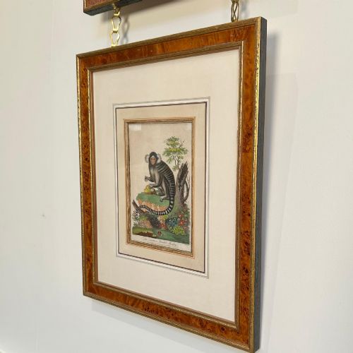 EARLY 19TH C HAND COLOURED MONKEY ENGRAVINGS - ADDITIONAL PHOTO 4