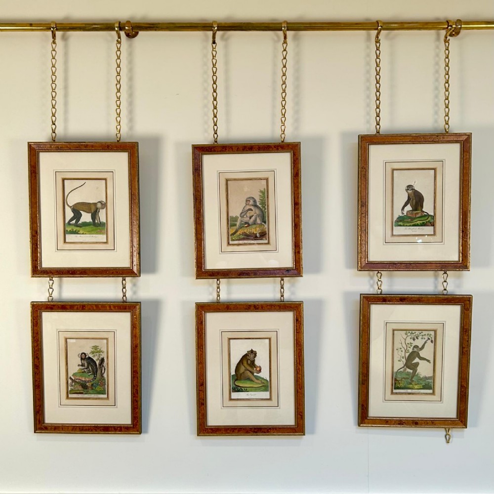 A set of six early nineteenth-century hand-coloured monkey engravings in burr wood frames suspended from a brass rail on chains.