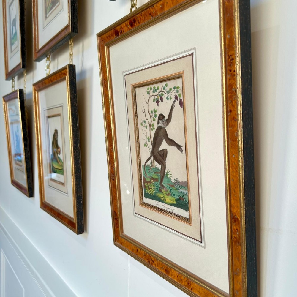 A set of six early nineteenth-century hand-coloured monkey engravings in burr wood frames suspended from a brass rail on chains. View II