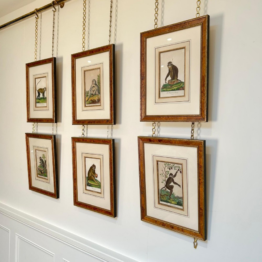 A set of six early nineteenth-century hand-coloured monkey engravings in burr wood frames suspended from a brass rail on chains. View IV